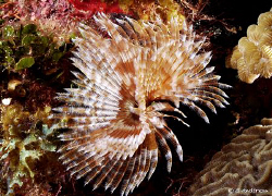 Yes, another Feather Duster found on the reef in Roatan. by Steven Anderson 